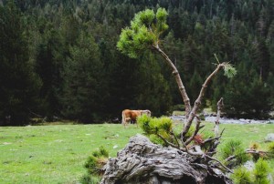 Bonsaï dans prairie 